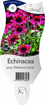Echinacea Purpurea &#039;Delicious Candy&#039;