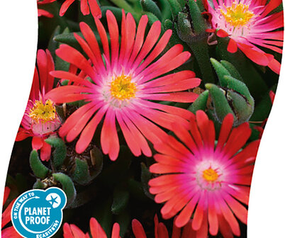 Delosperma congestum  &#039;Jewel of Desert Garnet&#039;