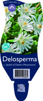 Delosperma congestum  &#039;Moonstone&#039;