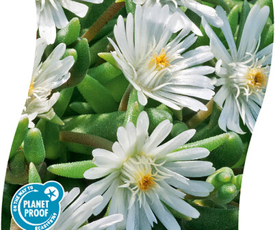 Delosperma congestum  &#039;Moonstone&#039;