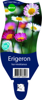 Erigeron karvinskianus