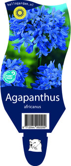 Agapanthus africanus