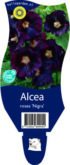 Alcea rosea &#039;Nigra&#039;