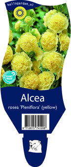 Alcea rosea &#039;Pleniflora geel&#039;