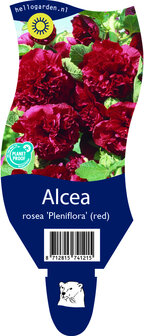 Alcea rosea &#039;Pleniflora rood&#039;
