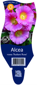 Alcea rosea &#039;Radiant Rose&#039;