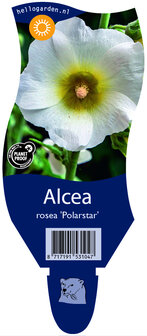 Alcea rosea &#039;Polarstar&#039;