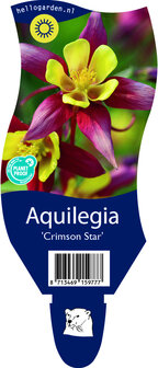 Aquilegia &#039;Crimson Star&#039;