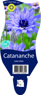 Catananche caerulea