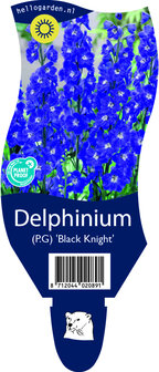 Delphinium pacific &#039;Black Knight&#039;