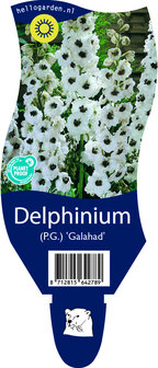 Delphinium pacific &#039;Galahad&#039;