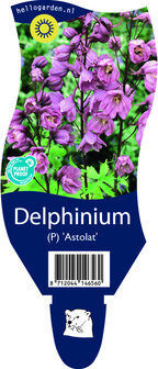 Delphinium pacific &#039;Astolat&#039;