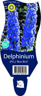 Delphinium pacific &#039;Blue Bird&#039;