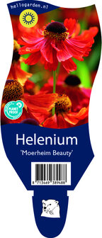 Helenium &#039;Moerheim Beauty&#039;