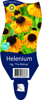 Helenium bigelovii &#039;The Bishop&#039;