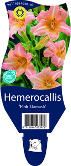 Hemerocallis &#039;Pink Damask&#039;