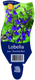 Lobelia speciosa &#039;Starship Blue&#039;