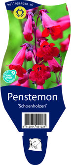 Penstemon &#039;Schoenholzeri&#039;