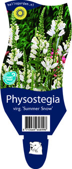 Phoysostegia virginiana &#039;Summer Snow&#039;