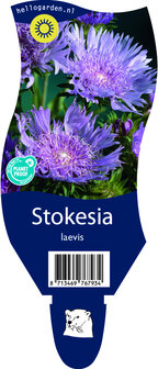 Stokesia laevis