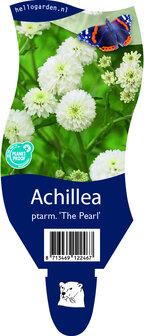 Achillea ptarmica &#039;The Pearl&#039;