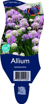 Allium senescens