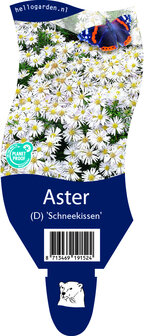 Aster (D) dumosus &#039;Schneekissen&#039;