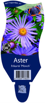 Aster frikartii &#039;M&ouml;nch&#039;