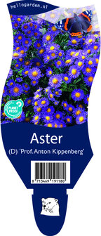 Aster (D) dumosus &#039;Pr. A. Kippenberg&#039;