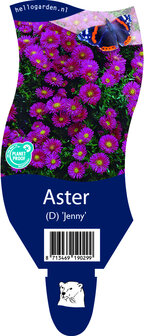 Aster (D) dumosus &#039;Jenny&#039;