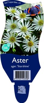 Aster ageratoides &#039;Starshine&#039;