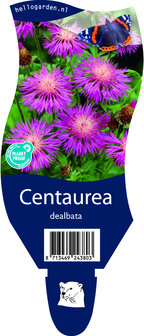 Centaurea dealbata