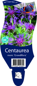 Centaurea montana &#039;Grandiflora&#039;
