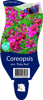 Coreopsis verticillata &#039;Ruby Red&#039;