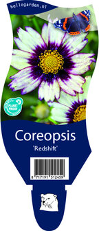 Coreopsis &#039;Redshift&#039;