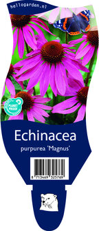 Echinacea purpurea &#039;Magnus&#039;