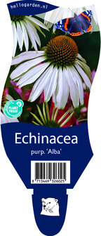 Echinacea purpurea &#039;Alba&#039;