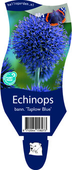 Echinops bannaticus &#039;Taplow Blue&#039;