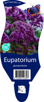 Eupatorium purpureum