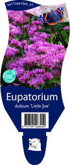 Eupatorium dubium &#039;Little Joe&#039;