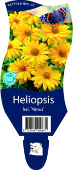 Heliopsis helianthoides &#039;Venus&#039;