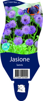 Jasione laevis