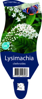 Lysimachia clethroides