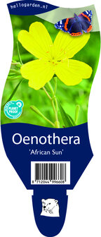 Oenothera fruticosa &#039;African Sun&#039;