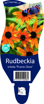Rudbeckia triloba &#039;Prairie Glow&#039;