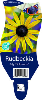 Rudbeckia fulgida &#039;Goldsturm&#039;