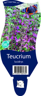 Teucrium lucidrys