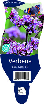 Verbena bonariensis &#039;Lollipop&#039;