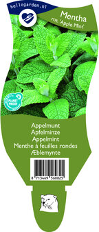 Mentha rotundifolia &#039;Apple Mint&#039;