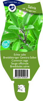 Salvia officinalis &#039;Berggarten&#039;